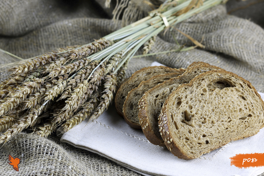 Рожь | Зерна пшеницы | Зерновые культуры | Сойкапедия