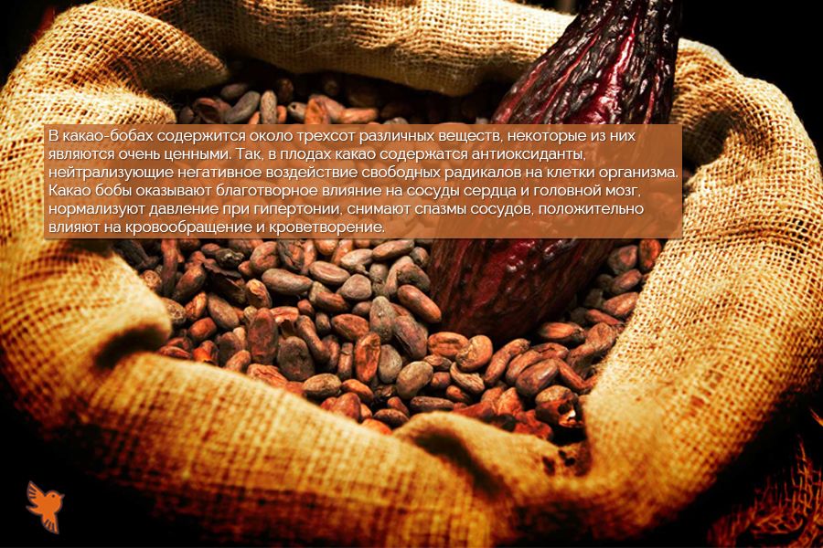 Чем полезны какао бобы 3 900х600.jpg